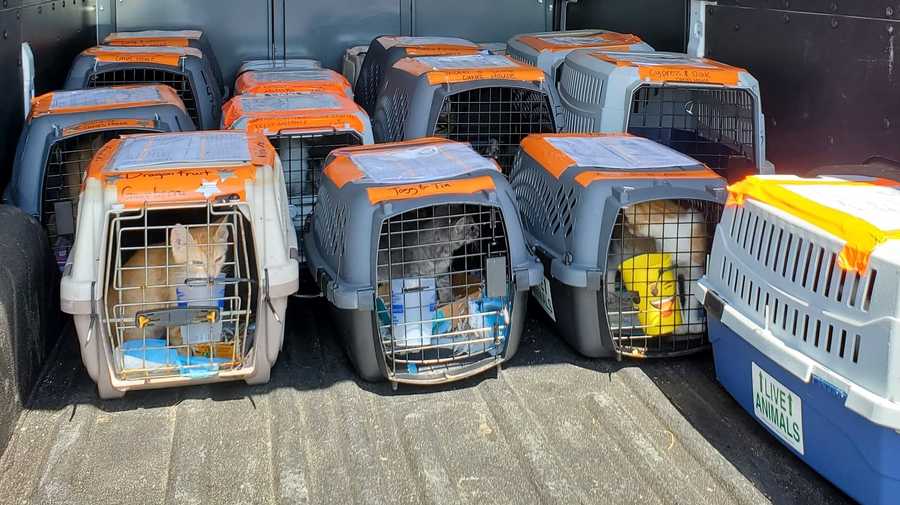 cats and kittens arrive in mass. to find new homes