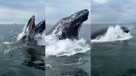 Kittery humpback whale breaching timelapse