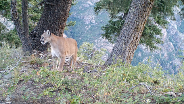 Mountain lion advocates ask Nebraskans to help stop Game and Parks mountain lion hunt - Vimarsana News