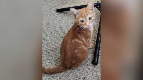 kitten stolen from louisville petsmart; business asking for public's help finding him