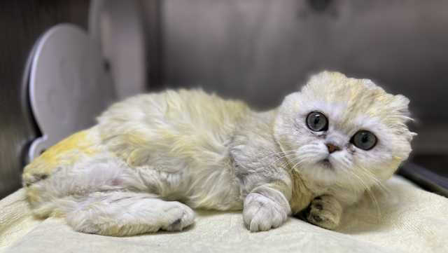 Hello, Dollie! Munchkin kitten soon ready for new home - Vimarsana News