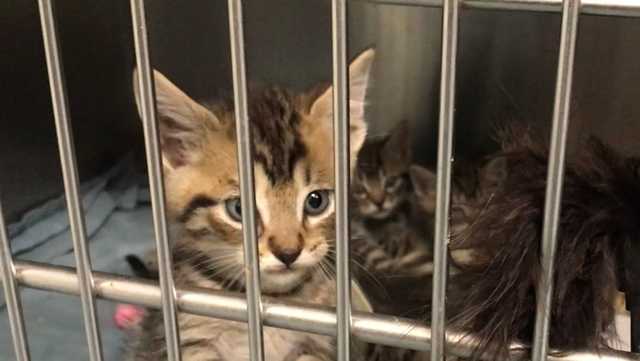 Animal shelters pleading for foster homes for kittens - Vimarsana News