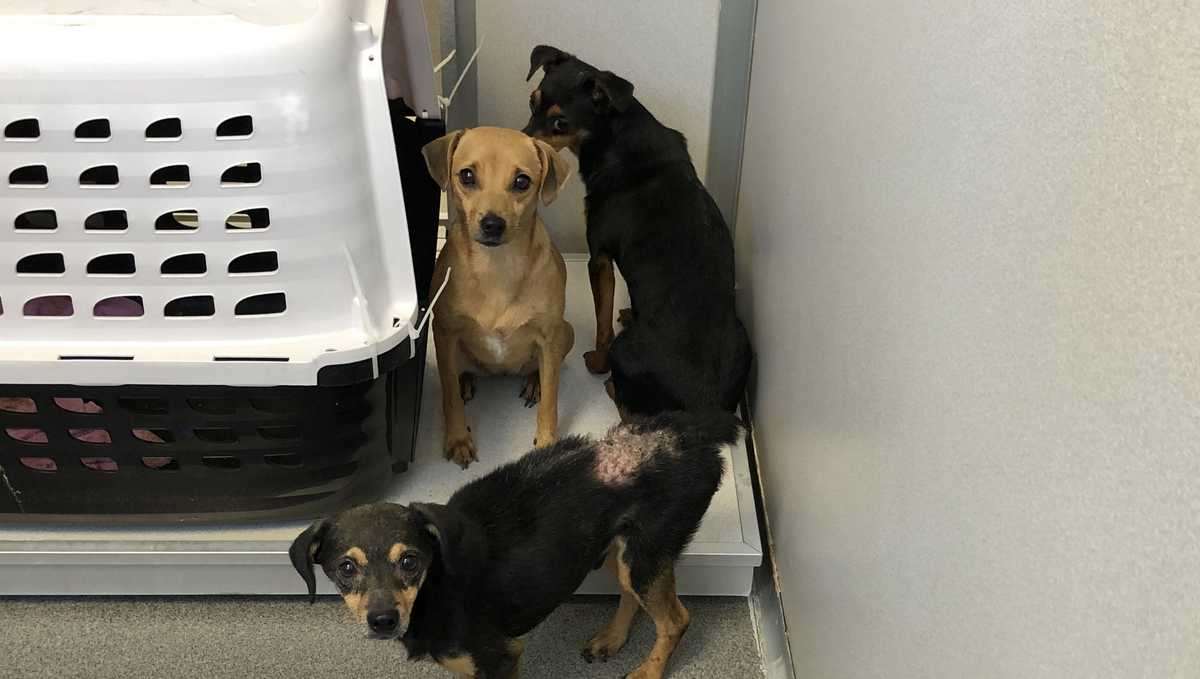 ARL of Iowa rescues 13 dogs from muddy, chain-link run