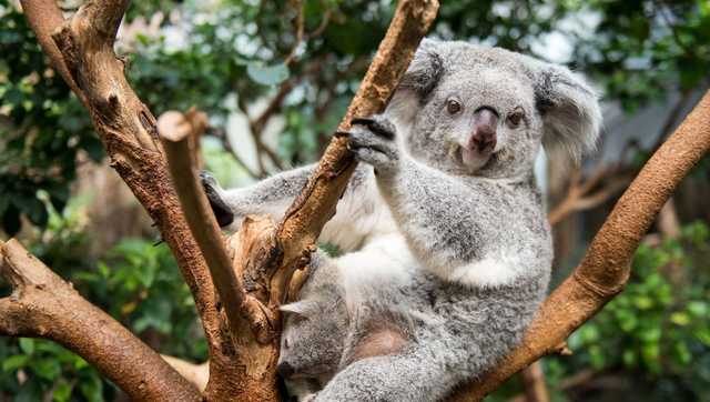 A chlamydia outbreak is threatening the koala population in Australia - Vimarsana News