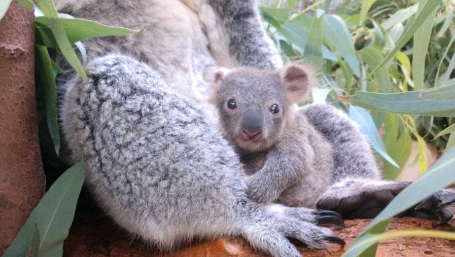 Ohio zoo baby koala for first time in nearly 10 years
