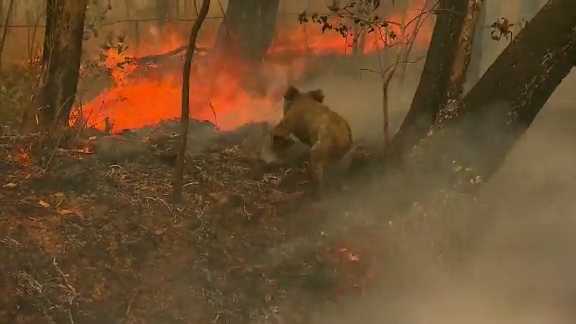 WATCH: Woman saves koala from deadly brushfire