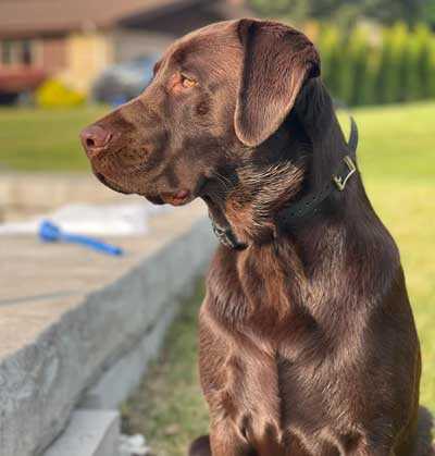 Kobe, who went into the Milwaukee River, has not been found
