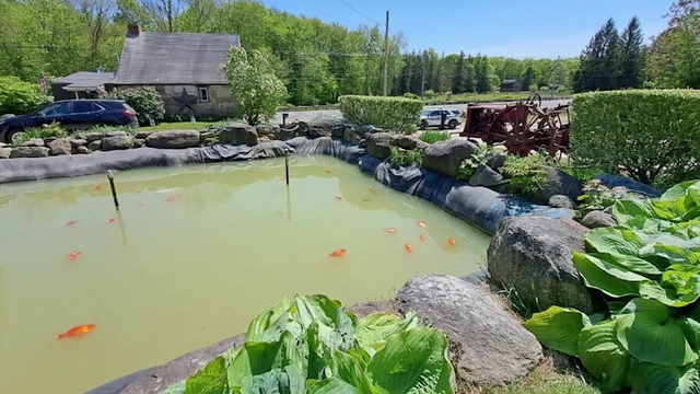 50 fish killed after man allegedly dumps poison in koi pond at Rhode Island motel - Vimarsana News