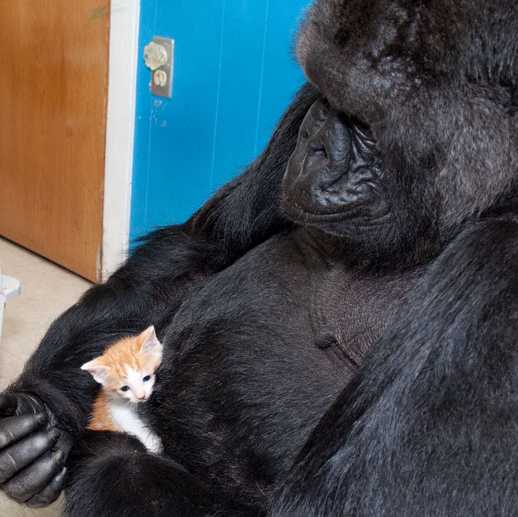 Koko, the gorilla who knew sign language, dies in Santa ...
