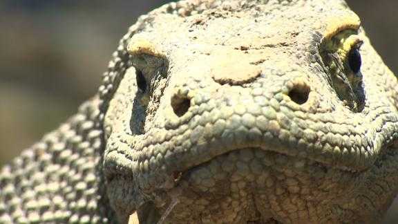 The island, which is home to the world's largest lizard, will be off limits to tourists for a year in hopes of increasing the Komodo dragon population.