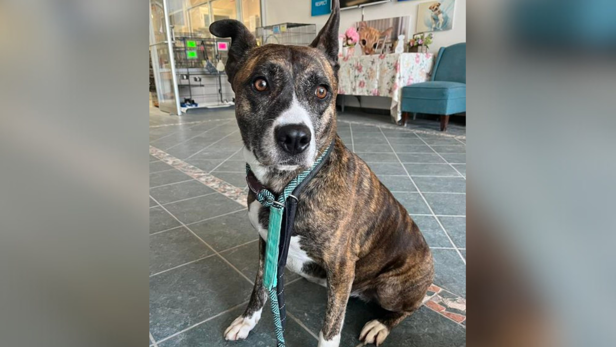 Dog who has been at Ohio shelter for more than 5 years looking for