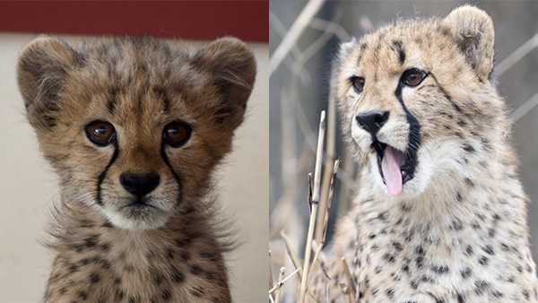 Cheetah met little cheetah 