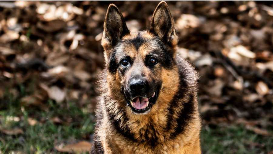 Award-winning K-9 retires from law enforcement