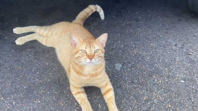 Byram residents mourn beloved 'Kroger Kitty' - Vimarsana News