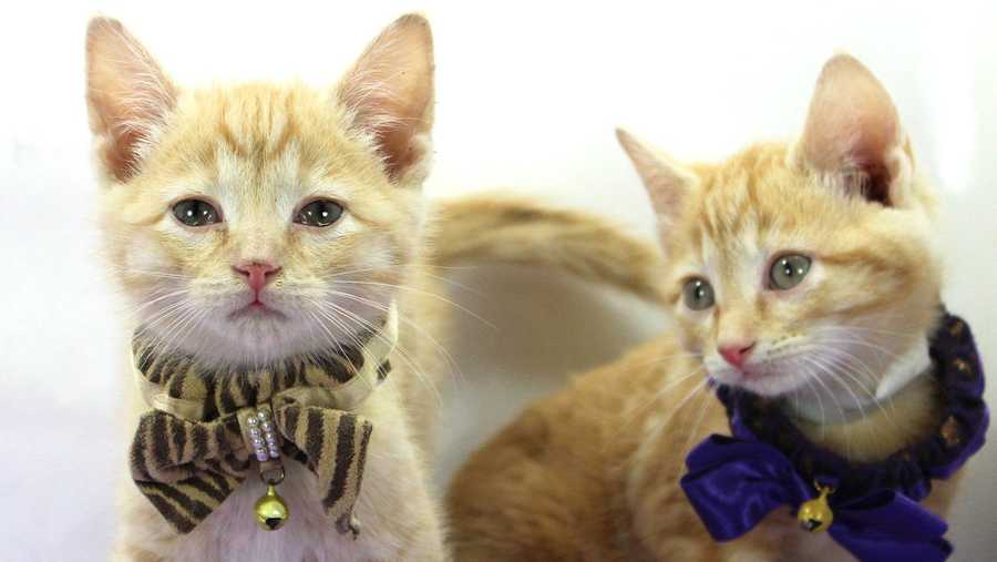  Purrfect  Day  Caf  to host curbside kitten shower