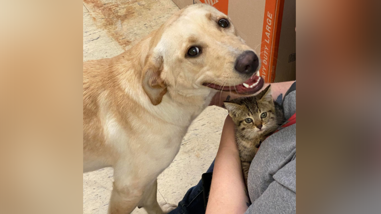 Labrador and emotional support kitten share special bond at animal shelter