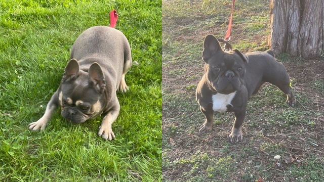 'No foul play' in deaths of dogs Berkley breeder believed were poisoned, officials say - Vimarsana News