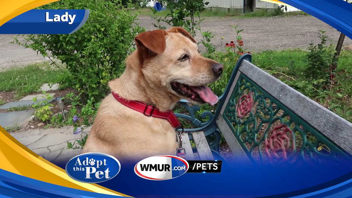 Watch: Adopt This Pet: Lady