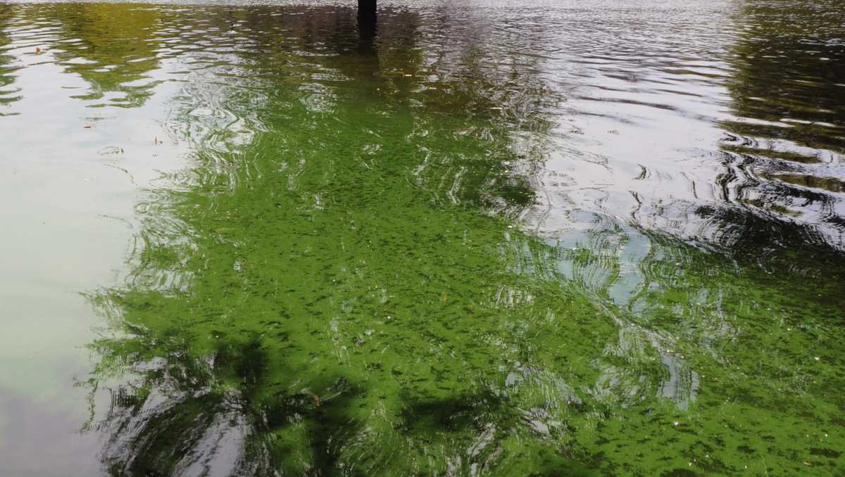 'Dangerous' algae bloom in Lake San Antonio continues