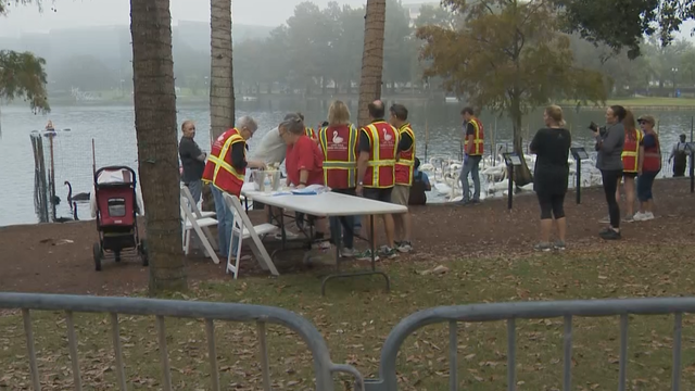 Lake Eola swans get annual check-up from veterinarians - Vimarsana News