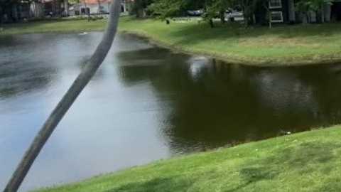 Toddler pulled from lake after wandering away from Florida apartment