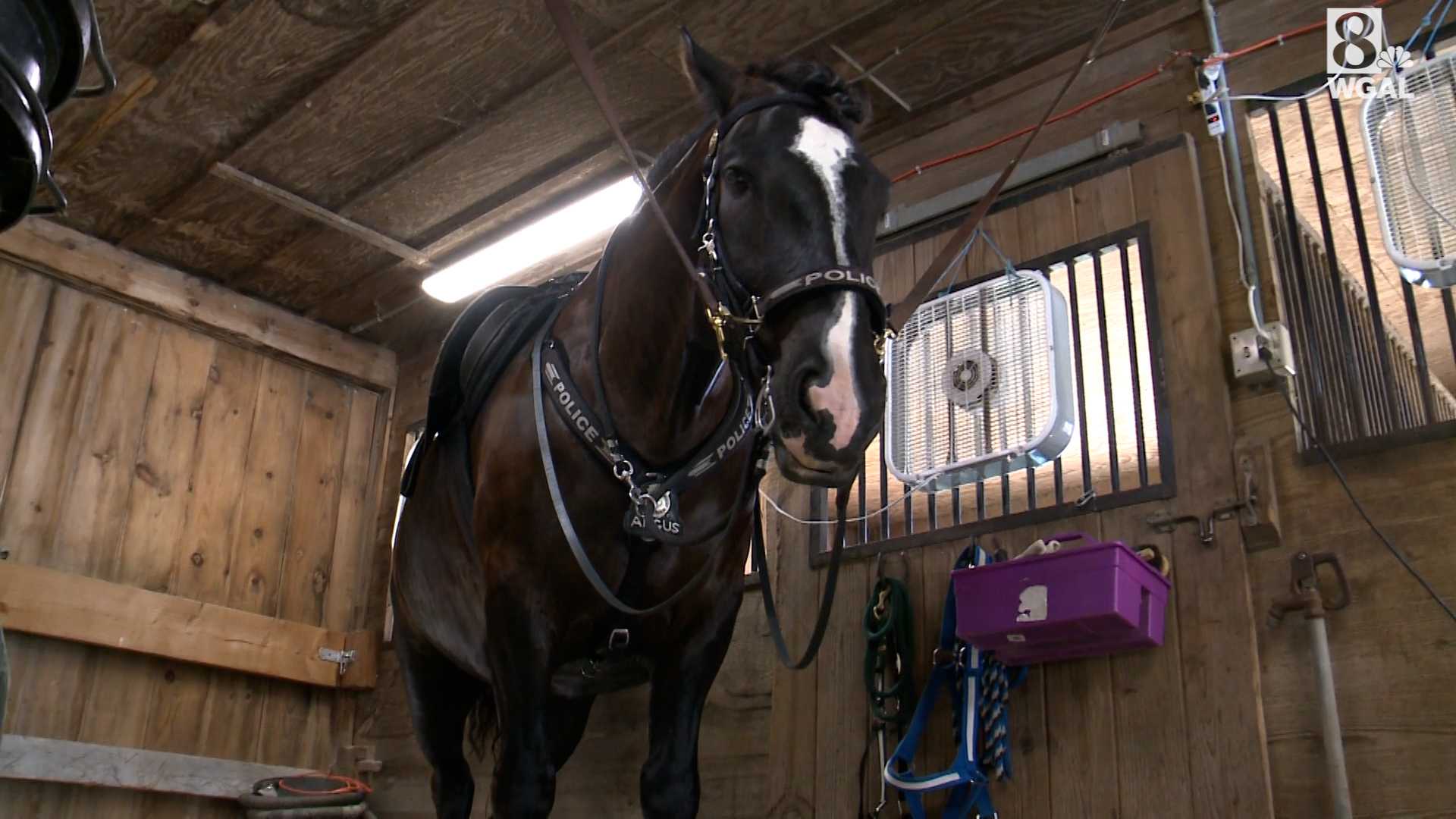 Farewell Event Scheduled For Horses Of Lancaster Bureau Of Police