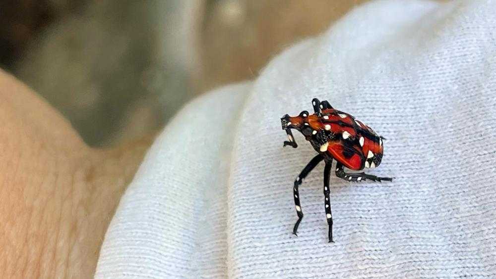 See it? Squish it! Fighting the invasive spotted lanternfly - Vimarsana News