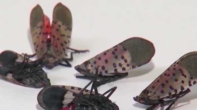Spotted lanternfly found in Cincinnati; Here's what to know - Vimarsana News