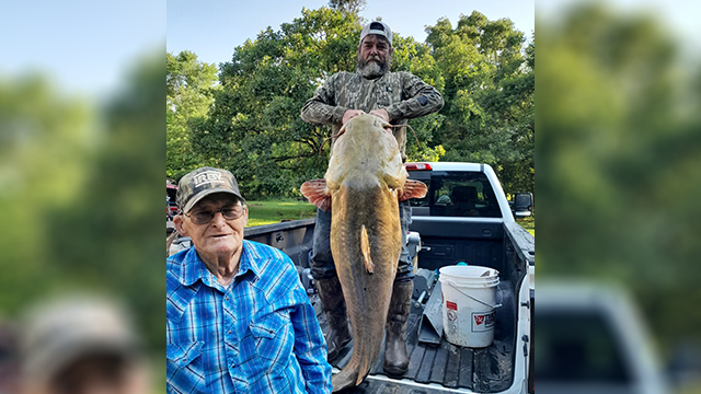 large catfish