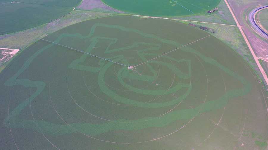 Massive Chiefs logo made with two varieties of corn at Ormiston Farms in Kismet, Kansas.