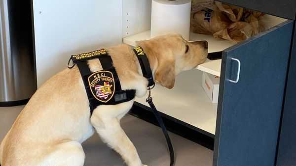 New Hamilton County K-9 helps make arrest in child porn case - Vimarsana News