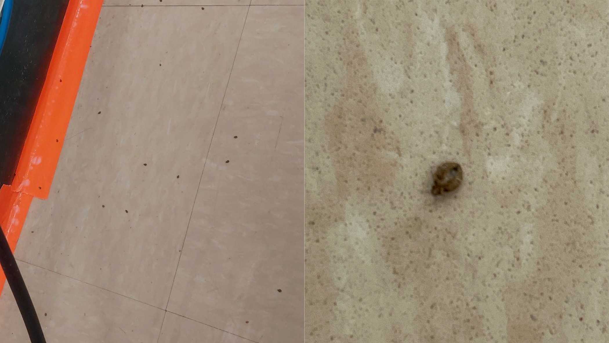 Bugs infesting West Las Vegas school - Vimarsana News