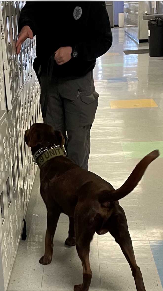 Hard Knocks: Moose (Browns Dog) 