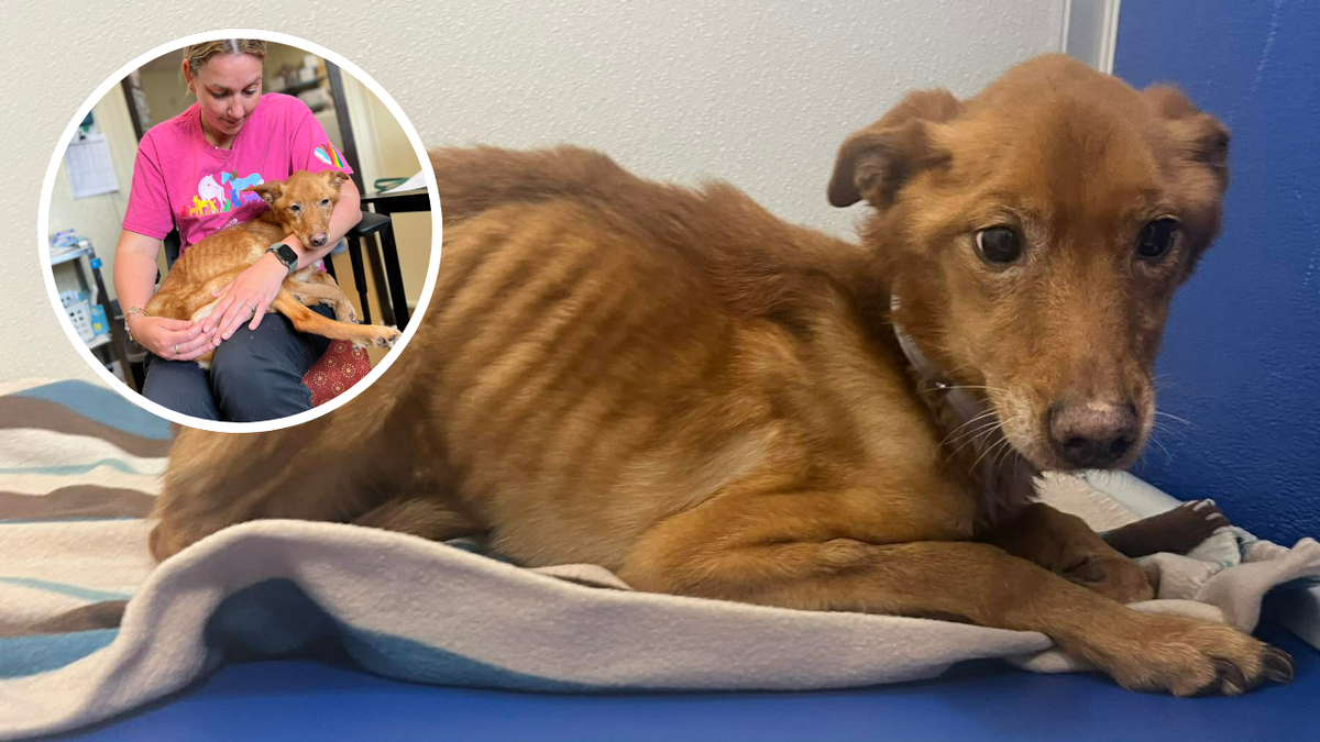 'Her gentle spirit is still shining': Kentucky Humane Society rescues emaciated senior dog