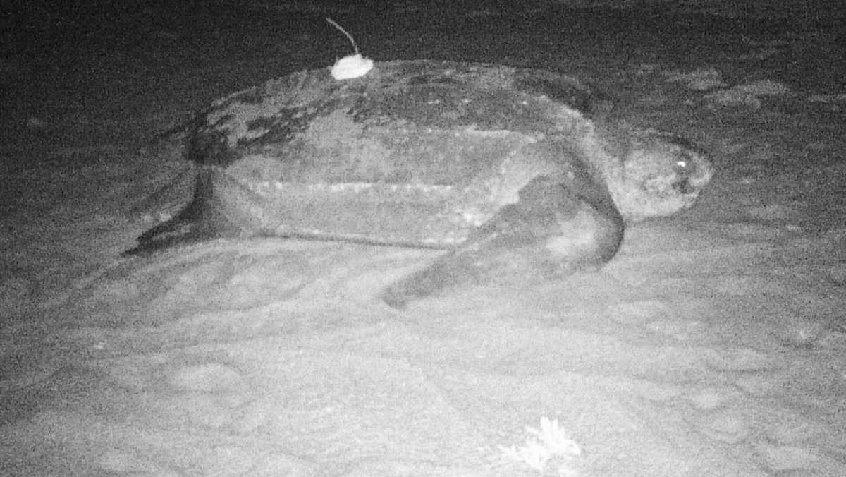 Turtle breaks the scales on Juno Beach