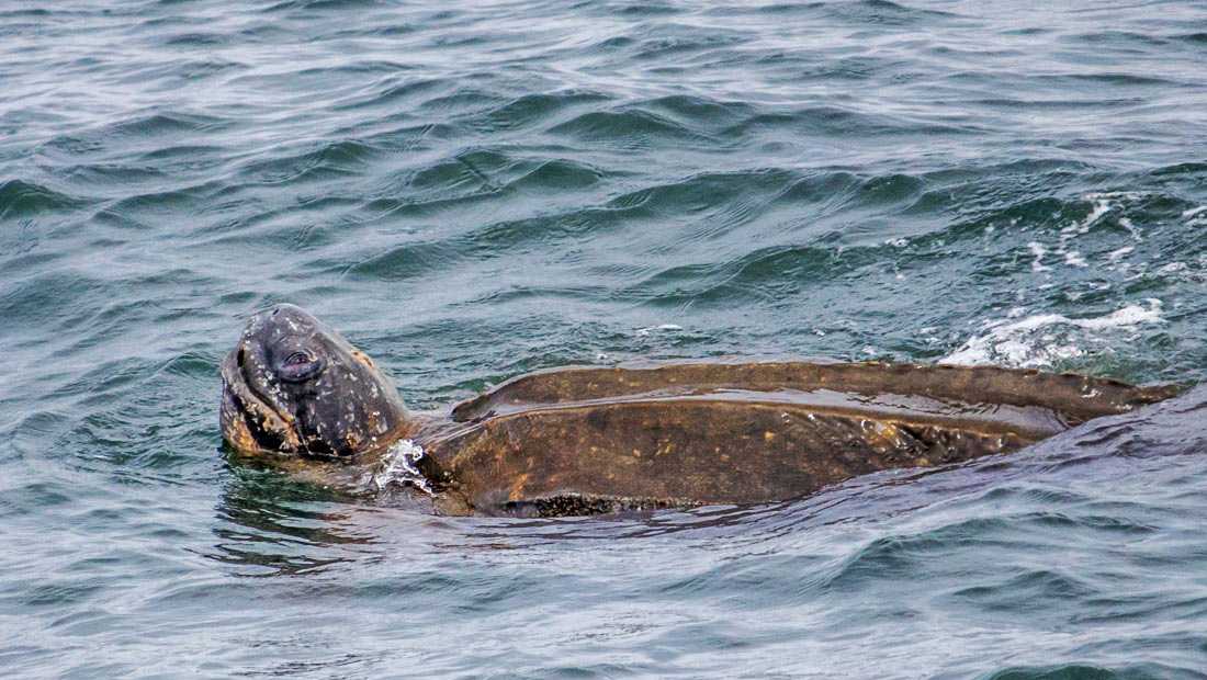leatherback sea turtle eating plastic bags