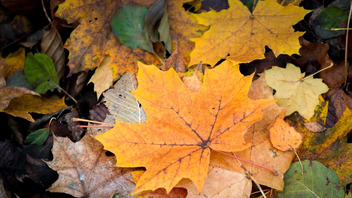 Why do leaves change color?