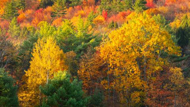 Fall foliage expected to peak in Green Mountain National Forest this weekend - Vimarsana News