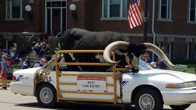 The inside story of the viral bull riding shotgun in Nebraska - Vimarsana News