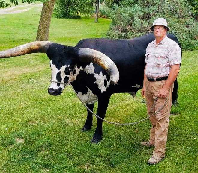 The inside story of the viral bull riding shotgun in Nebraska