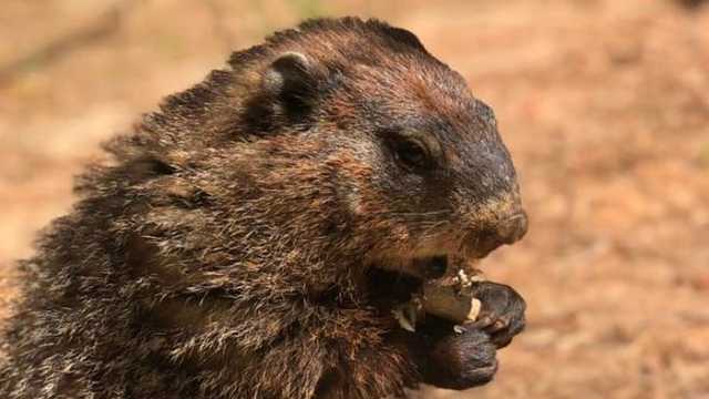 Georgia groundhog General Beauregard Lee makes his prediction - Vimarsana News