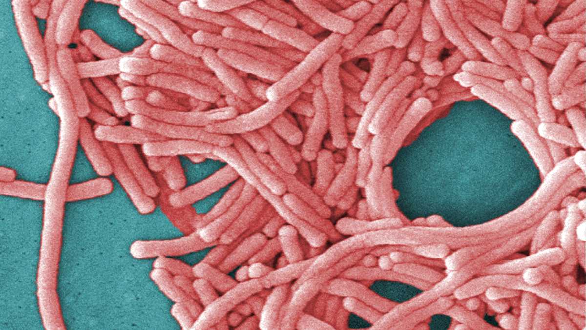 Legionnaires' disease cases connected with NH campground