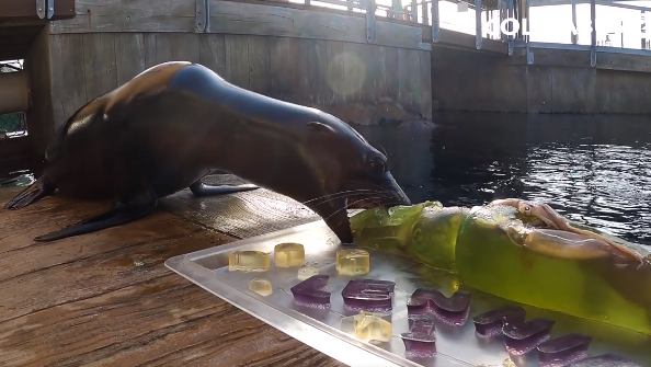 WATCH: Ohio zoo's adorable sea lion pup celebrates 1st birthday