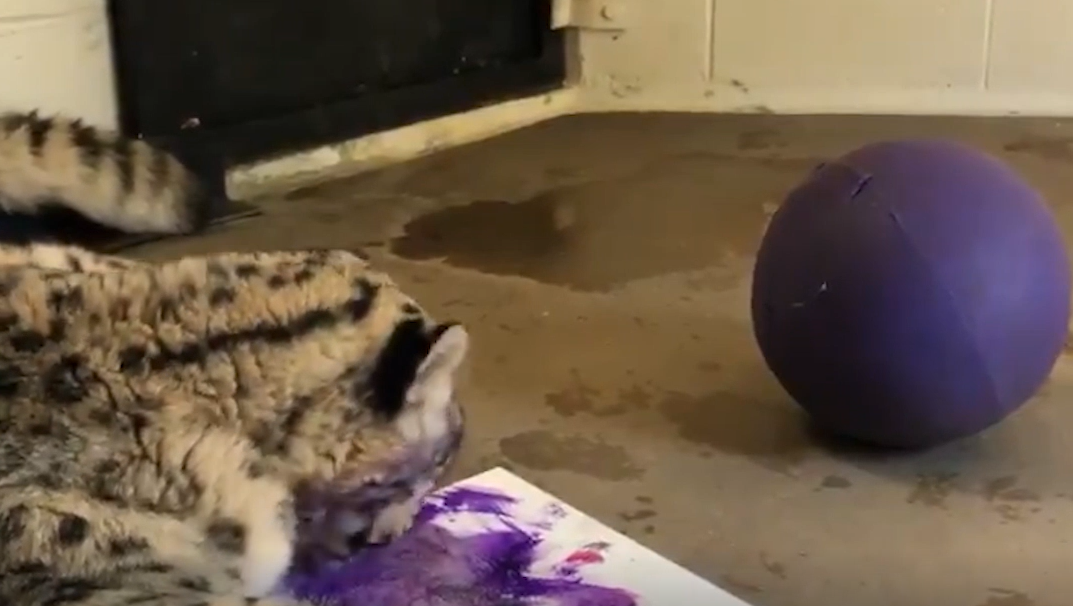 ABQ BioPark animals create art