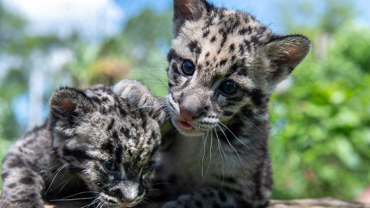 Pittsburgh Zoo says its clouded leopard cubs are ready for visitors