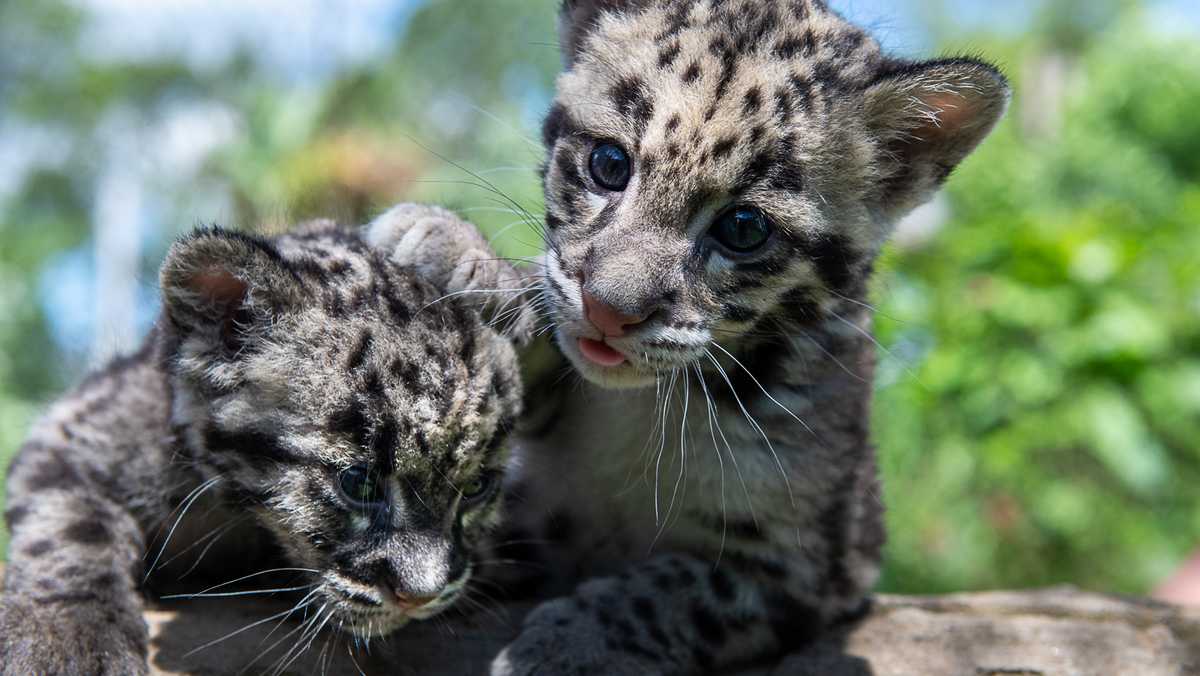 Pittsburgh Zoo says its clouded leopard cubs are ready for visitors