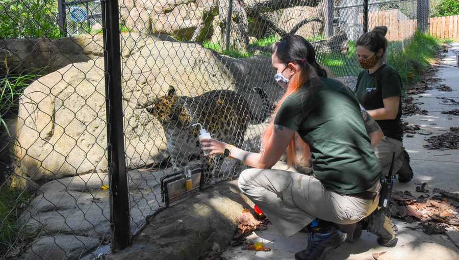 Maryland Zoo to give COVID-19 vaccine to animals