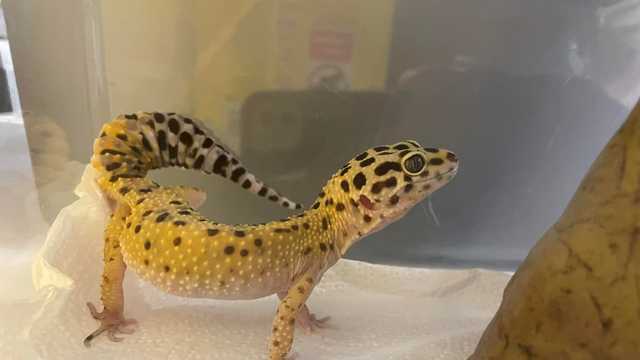 37 animals turned in at Exotic Pet Surrender in Kenosha County - Vimarsana News