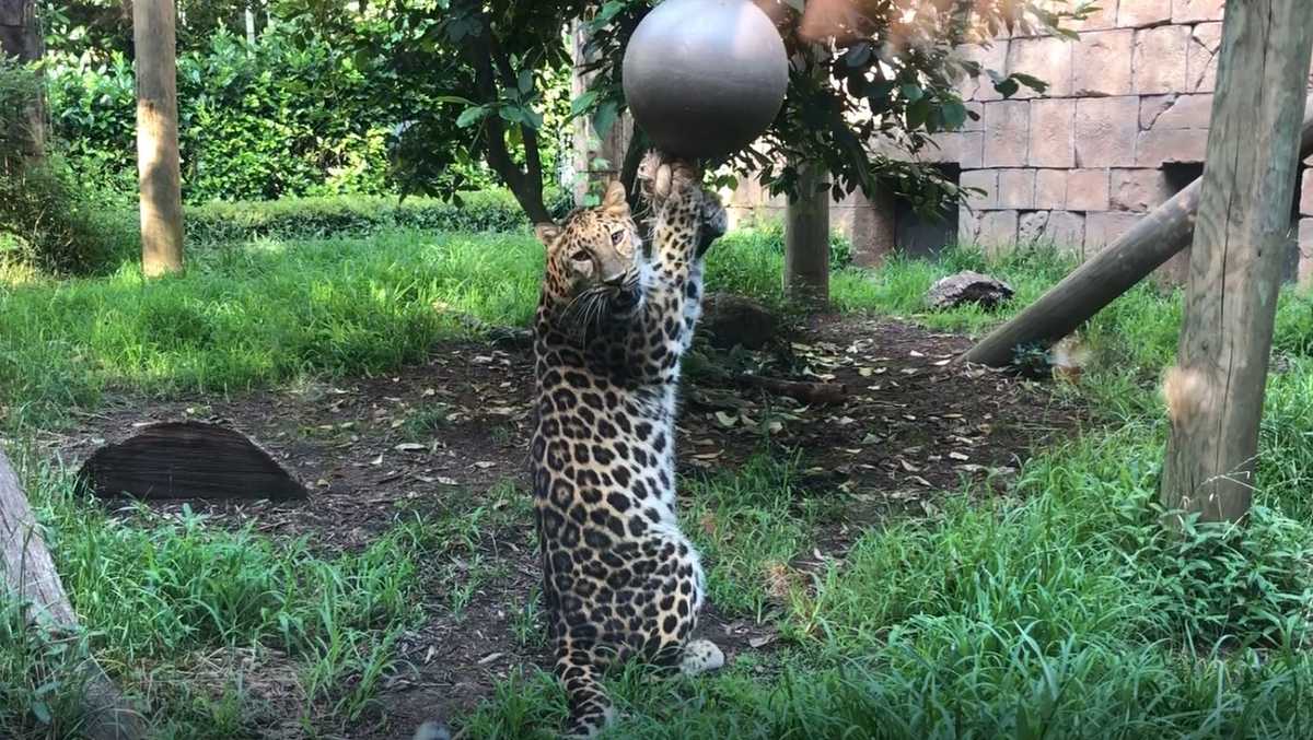 Greenville Zoo puts extra measures in place to keep animals cool