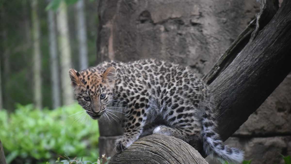 Baby leopard escapes enclosure at Greenville Zoo
